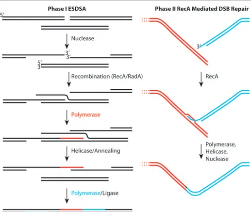 Figure 1-5. Two-step of genome reconstitution in D. radiodurans shattered by ionizing  radiation