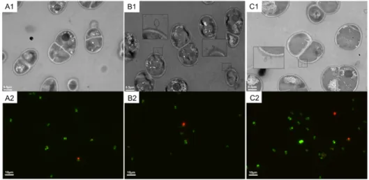 Figure 2-2. TEM and fluorescence images of the heat-induced lesions on D. radiodurans  cells following exposure to 48 °C for 2 h