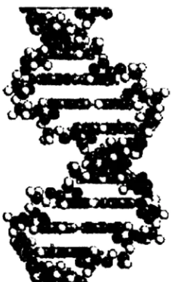 Figure 4.1  Exemple de  visualisation des  données qui ont  une correspondance  physique (Représentation de la structure de l'ADN, image tirée du livre |Mazza,  2009]) 