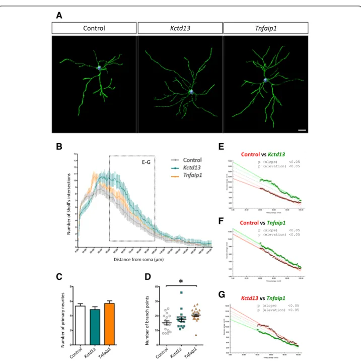 Fig. 2 Forced expression of Kct13 or Tnfaip1 leads to altered dendritic complexity of layer II/III projection neurons within the P17 mouse cortex.