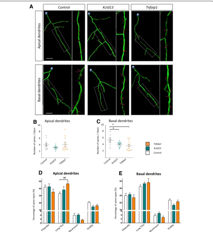 Fig. 3 Forced expression of Kctd13 or Tnfaip1 leads to altered profiles of dendritic spines of layer II/III cortical neurons within the P17 mouse cortex
