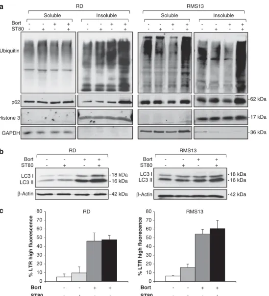 Figure 2. ST80/Bortezomib cotreatment triggers accumulation of insoluble protein aggregates