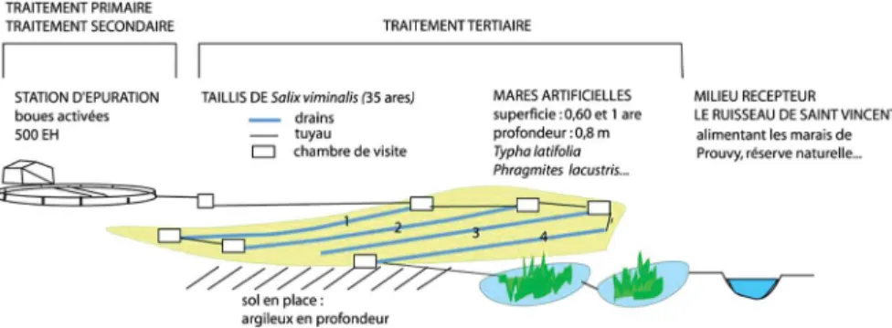 Fig. 3. Schéma de l’installation du taillis de saules à Saint-Vincent.