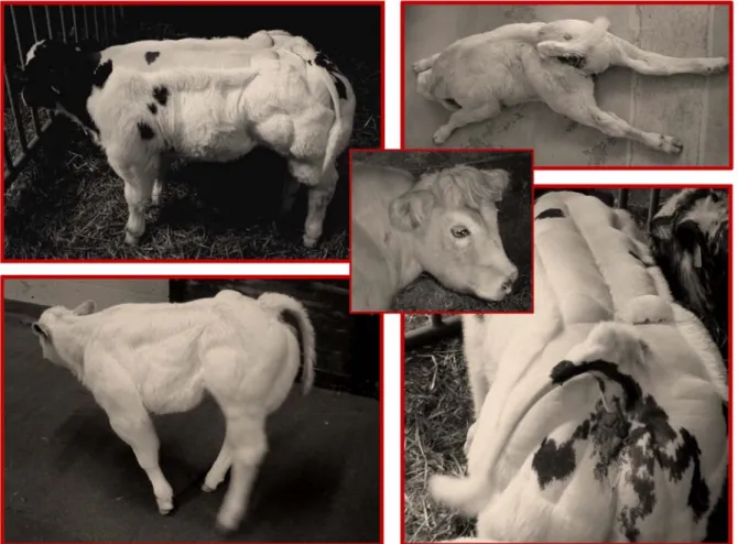 Figure 1. Clinical spectrum exhibited by CTS cases. Crooked tail, growth retardation, stocky head, extreme muscular hypertrophy, spastic paresis of the hind limbs, straight hock, scoliosis.