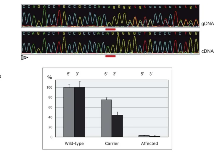 Figure 4. Effect of the CTS mutation on the levels of full-length Endo180. Western blot results from lung of animals of the three genotypes