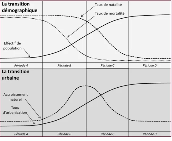 Figure 3.2. Les étapes de la transition démographique et de la transition urbaine. 