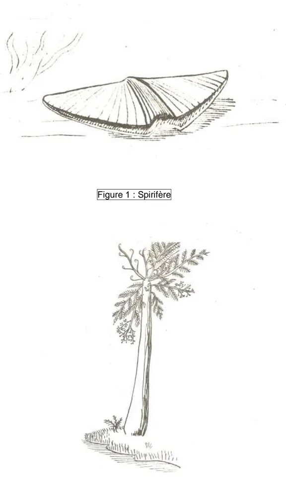 Figure 1 : Spirifère 