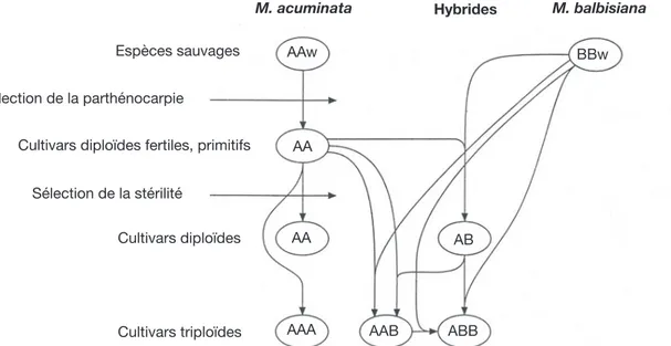 Figure 1. Évolution des principaux groupes génomiques de la série Eumusa — Evolution of the main genomic groups of edible  banana cultivars of the Eumusa series (Jones, 2000).