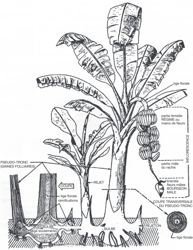 Figure 2. Représentation de l’organisation du bananier et de ses rejets — Diagrammatic representation of a fruiting banana  plant with suckers (Champion, 1963).