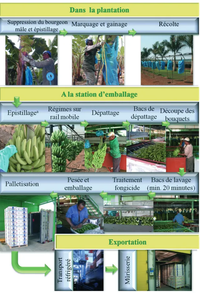 Figure 3. Opérations successives réalisées du champ à la commercialisation — Successive operations carried out from ﬁeld  to market.