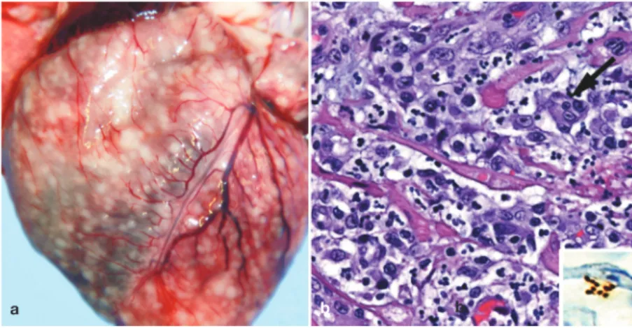 Figure 1 Gross and histological findings in two cats from a North Carolina shelter that died after a litter of flea-infested kittens was introduced to the shelter