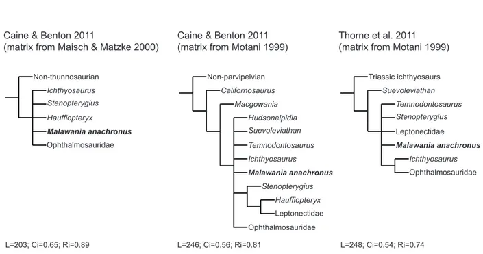 Fig. S9. Summarized version of the strict consensus trees arising from the additional cladistic analyses