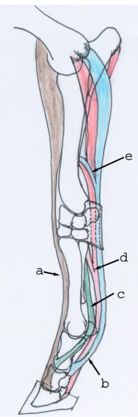 Figure  1  :  schéma  anatomique  des  principales  structures  tendineuses  et  ligamentaires du membre antérieur.