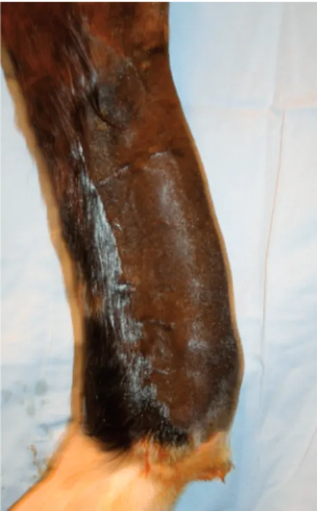 Figure  7  :  Tendinite  du  tendon  flé- flé-chisseur  superficiel.  Noter  la   tumé-faction prononcée de la face palmaire  du canon.