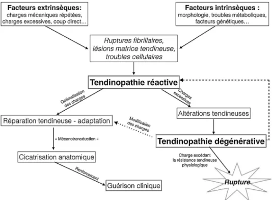 Fig. 3. Physiopathologie de la tendinopathie [2].