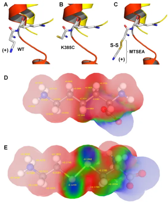 Fig. 9. Structural differences between WT and K385C-MTSEA-modified  recep-tors. A, a stick model of Lys385 and Lys386 in WT ␣1 GlyR
