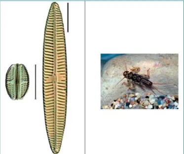 Fig. 12 – Evolution des concentrations en nitrate en eau de surface et du débit à  l’exutoire du Triﬀoy ainsi que de l’eau utile