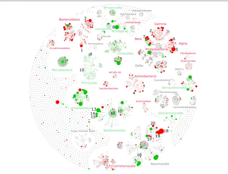 FIGURE 4 | Taxonomic networks showing the distribution of bacterial and fungal OTUs across the taxonomic hierarchy