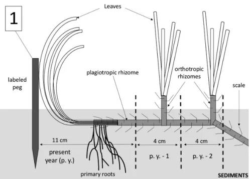 Fig. 5: Schematic representation of the P. oceanica meadow progression encompassing the present year (p