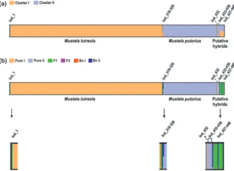 Fig. 4 and Appendix S1, Supporting information). All individuals phenotypically identified as pure European mink were recovered within clade I