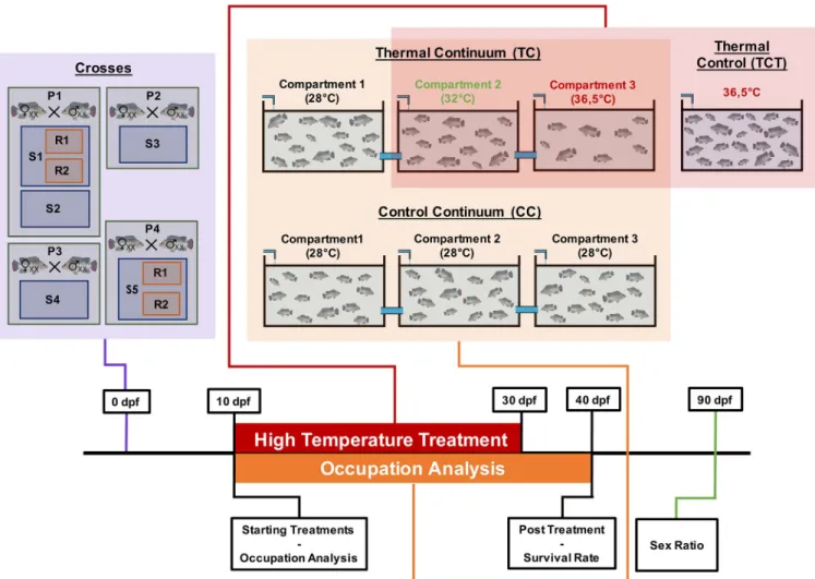 Fig 1. Experimental design from pairing to sexing. Five full-sib progenies (9 dpf) were individually used