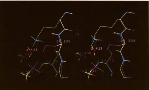 Fig.  12.  Superposition  of the  active  sites  of TEM1  (magenta)  and  of  its  $235A  mutant