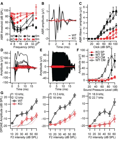 Figure 2. Progressive hearing loss in Lrba mutants.