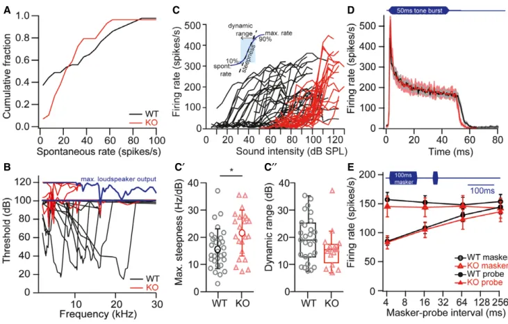 Figure 3. Elevated sound thresholds and lack of low spontaneous rate fibers in Lrba-KO animals.