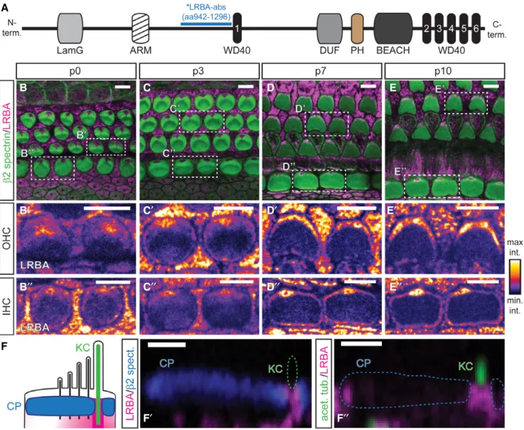 Figure 4. LRBA localizes to the kinocilium basal body and progressively encircles the cuticular plate.