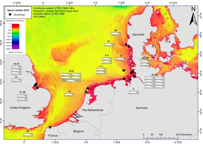 Fig 1. Numbers and locations of stranded sperm whales across the southern North Sea region (January-May 2016)