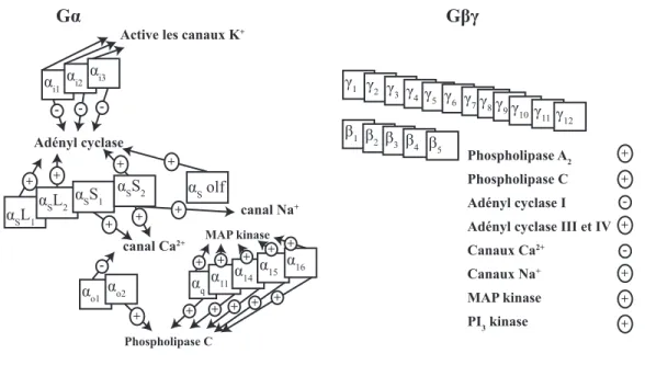 Figure  1. Actions des principales  protéines Gα  et Gβγ.  Les protéines Gα et les  principales actions reliées qui stimulent ou inhibent l’AC, activent ou inhibent les canaux  Ca 2+ , activent les canaux K +   ou activent la PLC