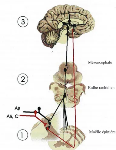 Figure  8. Mécanismes modulateurs de la douleur dans le SNC.  Les afférences  nociceptives peuvent être modulées par : (1) la théorie du portillon (2) le CIDN et (3) par  les centres supérieurs