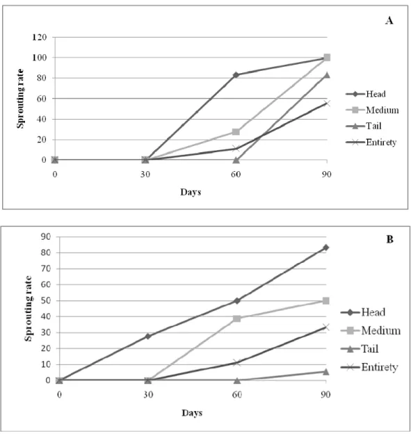 Figure 2: Evolution of the germination percentage of the sprouted yam minisetts of Dioscorea  cayenensis (A) and of Dioscorea rotundata (B) according to culture time (n= 18)