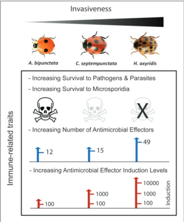 FIGURE 2 | Relationship between immune-related traits, pathogen resistance and invasiveness in three ladybeetle species: A