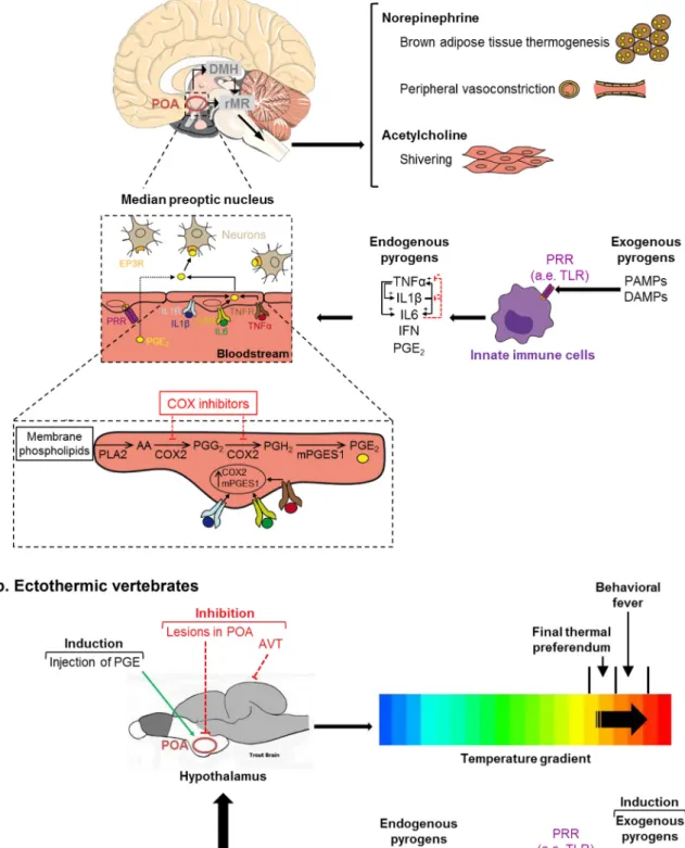 Fig. 1. Mechanisms of induction of (a) fever in mammals and (b) behavioral fever in ectothermic vertebrates
