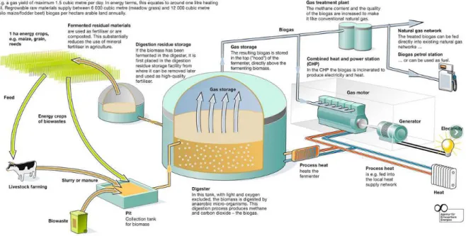 Figure 7: Anaerobic Digestion Process of manure/slurry combined with CHP plant. 