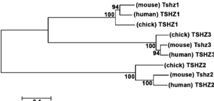 Fig. 1. Phylogenetic tree of Tshz sequences. Tshz proteins fall into three classes. The numbers of the interior branches refer to the bootstrap values with 100 replicates.