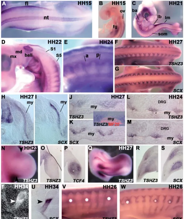 Fig. 2. Expression of TSHZ3 in the chick embryo. (A and B) Whole mount in situ hybridizations at HH stage 15