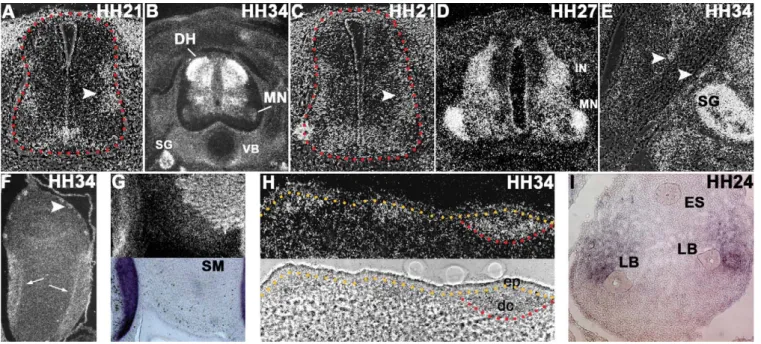 Fig. 3. Other places of TSHZ3 expression. (A and C) 35 S-labelled TSHZ3 transverse sections through the neural tube at HH stage 21 at brachial (A) and lumbar (C) level