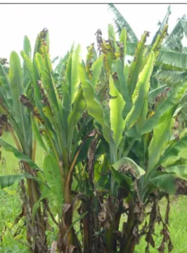 Figure  4.  Severe  BBTV  symptoms  on  plants  grown  from  infected  planting  material; Burundi, near Bujumbura (C De Clerck)