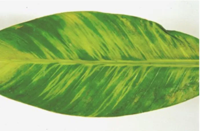 Figure 14.  Spindle-shaped  chlorotic lesions caused by  SCMV-Aba  on  banana  cv. Lakatan (JE Thomas)