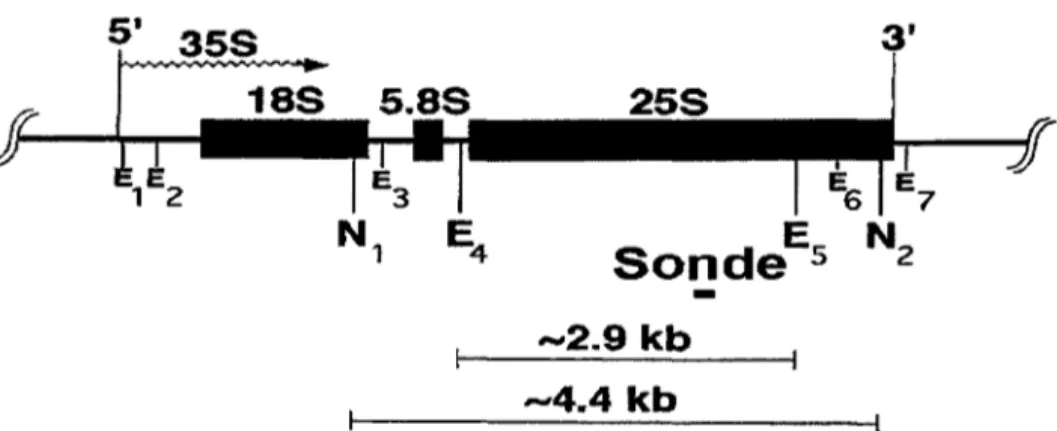 Figure 1 : Structure d'une répétition  rlbosomale.  Le  gène ARN  polymérase  1  358 est un  transcrit  de  6,6kb  dont  l'ARN  est clivé  en  composantes  du  ribosome  188, 5,88 et 258