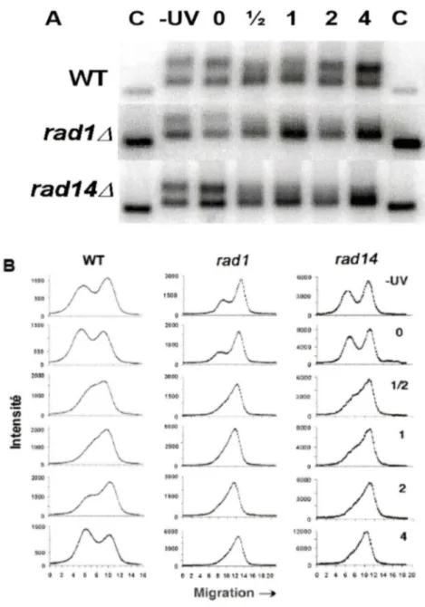 Figure 6:  A)  Structure chromatinienne des gènes ribosomaux du type sauvage (WT) et  des mutants  rad111  et  rad1411  par photo-pontage au psoralène