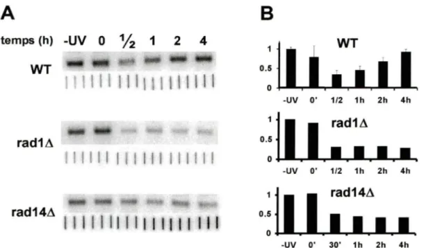 Figure 7 :  A)  Accessibilité des  gènes  ribosomaux  à  EcoRI  pendant la  NER.  Parties  du  haut :  structure  de  la  chromatine  ribosomale  pendant  la  NER