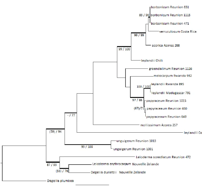 Figure 4. Meilleur arbre obtenu en maximum de vraisemblance pour l’analyse sur Erioderma (LSU + mtSSU)   Ln=-5854,468