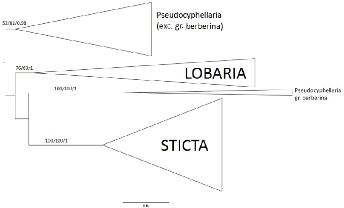 Figure 6  présentant la famille des Lobariaceae séparée en quatre genres. 