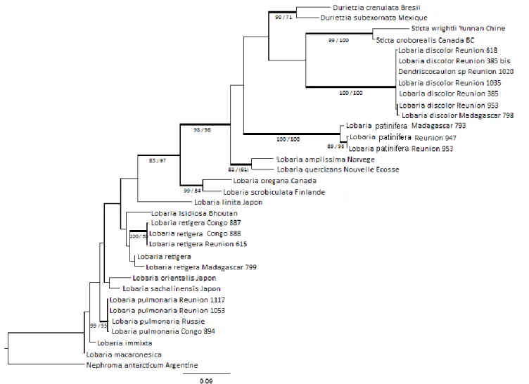 Figure 8. Meilleur arbre obtenu en maximum de vraisemblance pour cette analyse sur le genre Lobaria (ITS)
