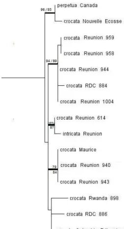 Figure 11. Agrandissement de la figure précédente au niveau du groupe P. crocata, pour une meilleure lecture ( à  noter que certains P