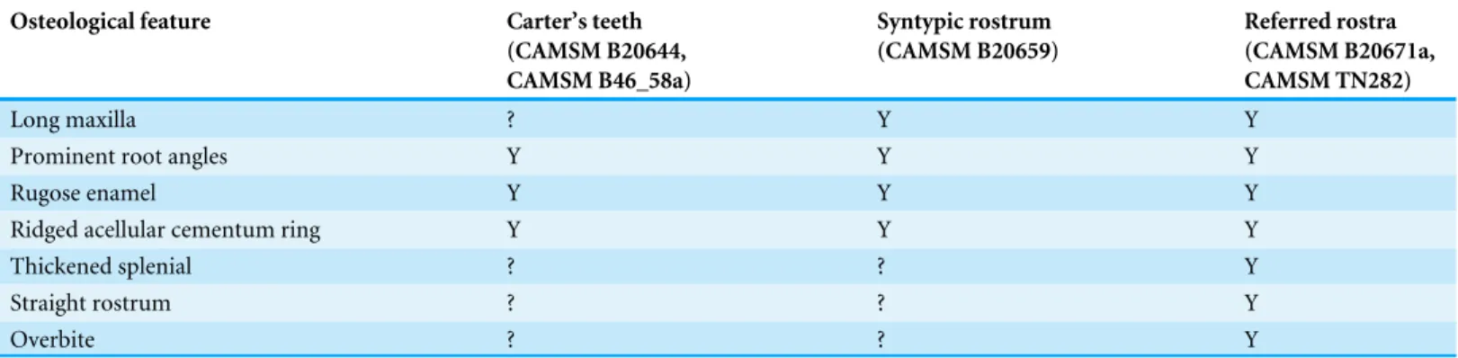 Table 2 Distribution of the diagnostic features of Pervushovisaurus campylodon among the available specimens.