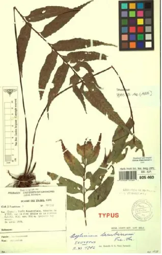 Fig. 1.  –  Holotype d’Asplenium lambionii.  
